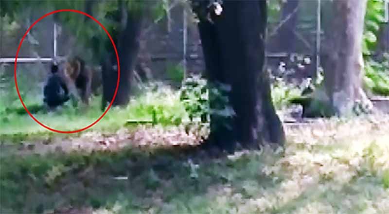 Man Dared To Sit Face-To-Face With Lion @ Enclosure In Delhi Zoo