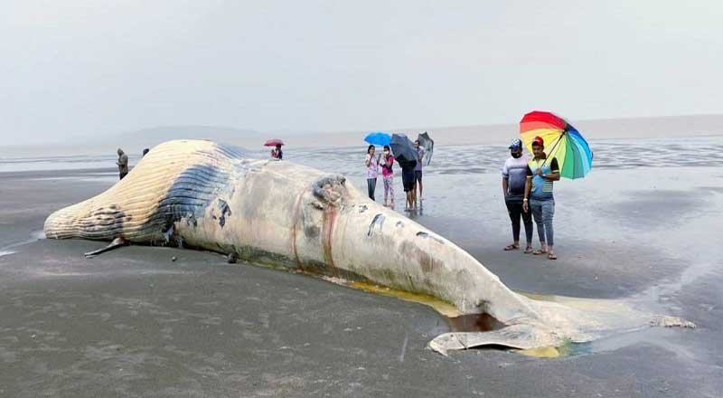 Carcass of a gigantic 40 ft long whale washes ashore on Vasai beach